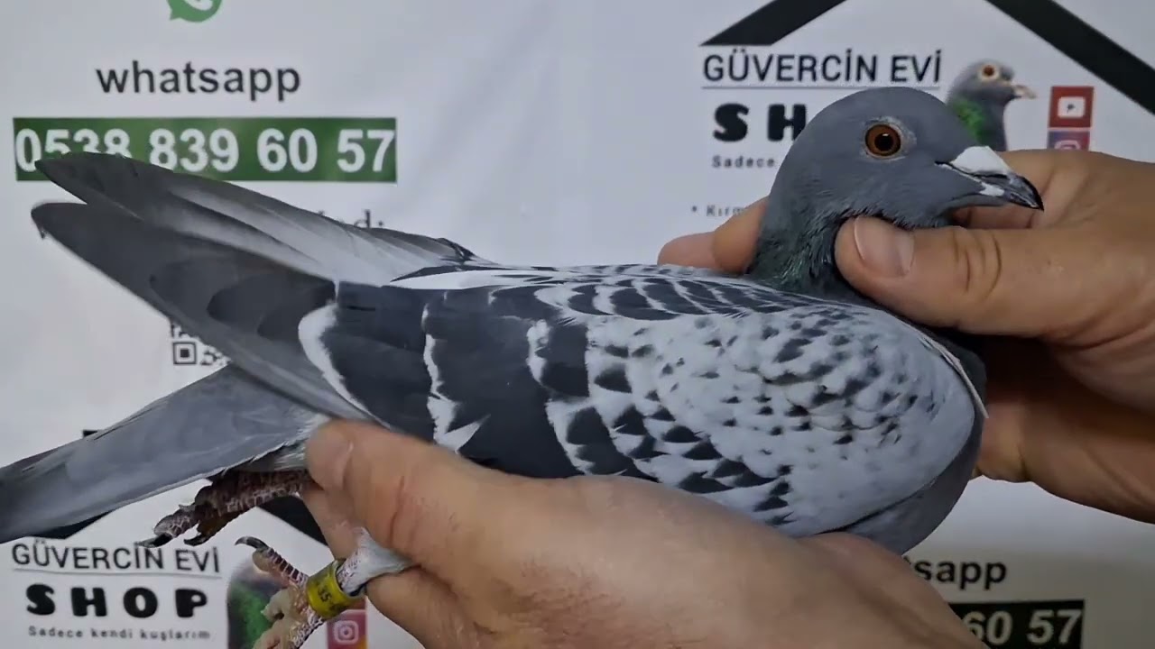 11 Numaralı sahiplendirme videomuz 