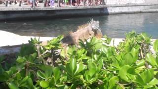 "Discover Cayman"  NCL Excursion April 2012