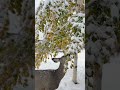 beauty #beauty_of_nature #farming #youtube #snowfall #love #music #shortsfeed #song #shortsviral