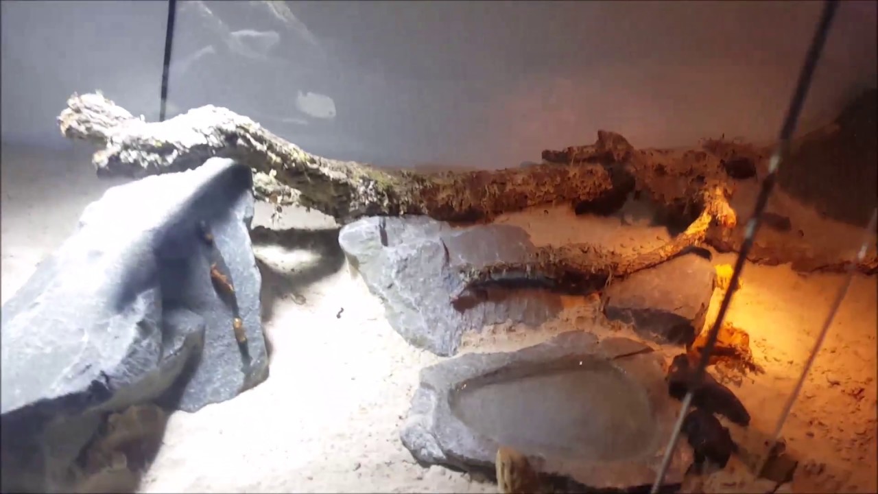 Bartagamen Terrarium gestaltung - YouTube