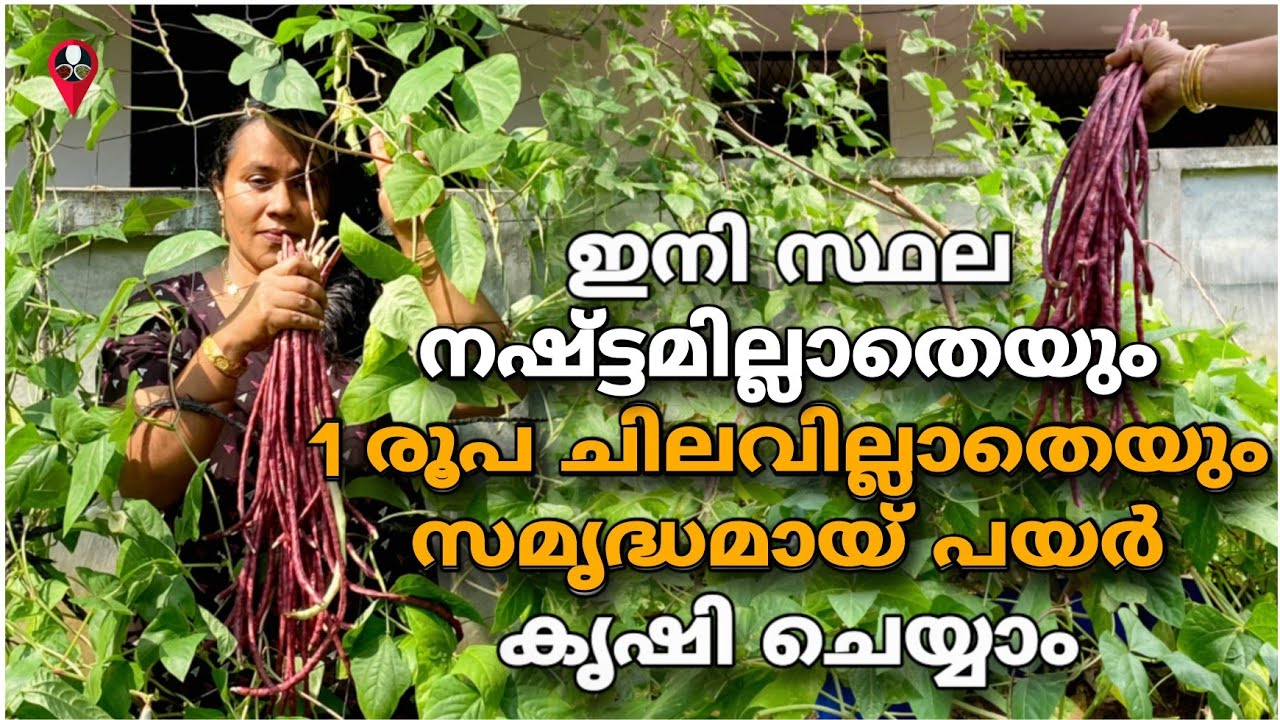 പയർ സമൃദ്ധമായി ഇനി ഉണ്ടാകും payar krishi tips in malayalam payar