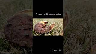 Thought this was interesting Dem vs Republican Brains