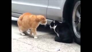 FUNNY CATS - Period - 20min clean - GATOS GRACIOSOS 2014