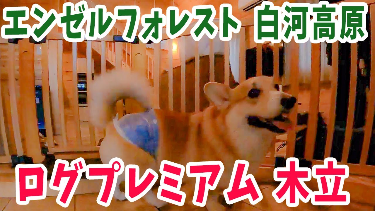 エンゼルフォレストの「木立」に泊まって雪遊びしたら楽し過ぎたコーギー