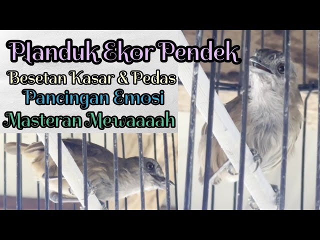 Kicau Planduk Ekor Pendek - Besetan Kasar & Pedas, Pancingan Emosi Burung Kicau Lain nya class=