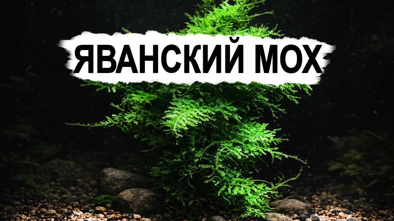 Яванский мох - идеальное растение для аквариума