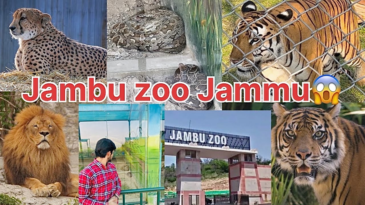 Jambu Zoo sher Aaya Sher In Jammu North Largest Zoo In India jambu-zoo-sher-aaya-sher-in-jammu-north-largest-zoo-in-india