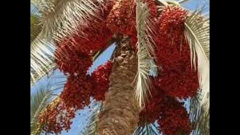 سورة الإسراء كاملة بصوت الشيخ حسن صالح تلاوة خاشعة ومؤثرة