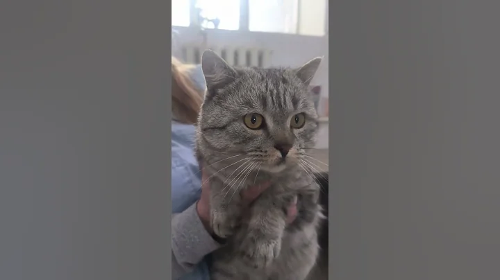 Watch the video about Beautiful and powerful British cat.#cat#Britishcat#beautifulcat#powerfulcat #animals