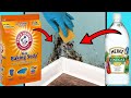 DIY MOULD REMOVER | 8 Ways To Get Rid of Black Mold Naturally