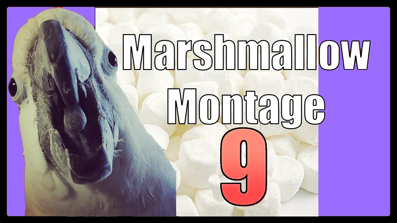 Marshmallow Madness 9 YouTube