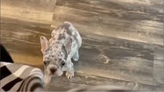 Tiny Frenchie helps his mother clean the house. He said he is the most hardworking dog