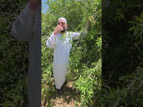 أشجار الاراك الذي يستخرج منها السواك السعودية حسين البغدادي  