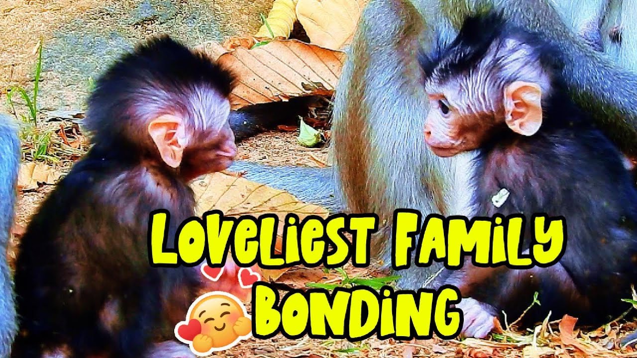 Loveliest Happy Family Bonding - Ginx & Her Kids Playing Peacefully | Most Beautiful Moment