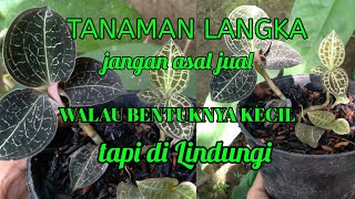 Tanaman langka walau bentuk nya kecil tapi di lindungi