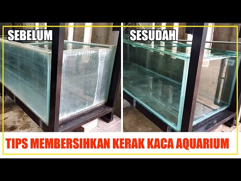 Menghilangkan Jamur Di Aquarium