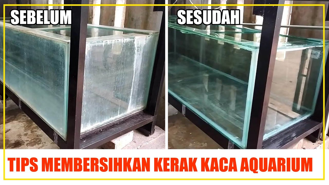 TIPS MEMBERSIHKAN KERAK KACA AQUARIUM | SEPUTAR IKAN HIAS