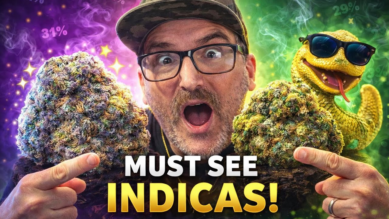 Indica Lovers Watch This… Higher Beings Moonstone, Blow Pops & Bananaconda Review (HVG)