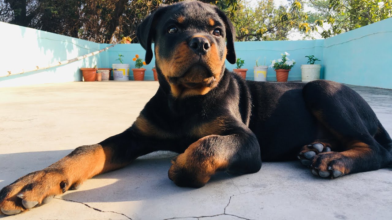 Ротвейлер 100 кг. Весит ротвейлер. Ротвейлер сириус. Ротвейлер рост и вес. Ротвейлер вес.