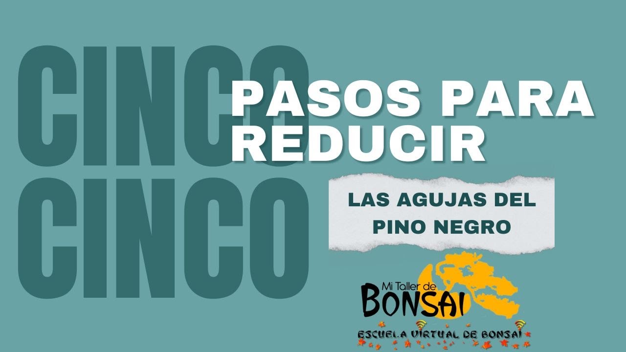 5 PASOS para reducir las agujas del PINO NEGRO