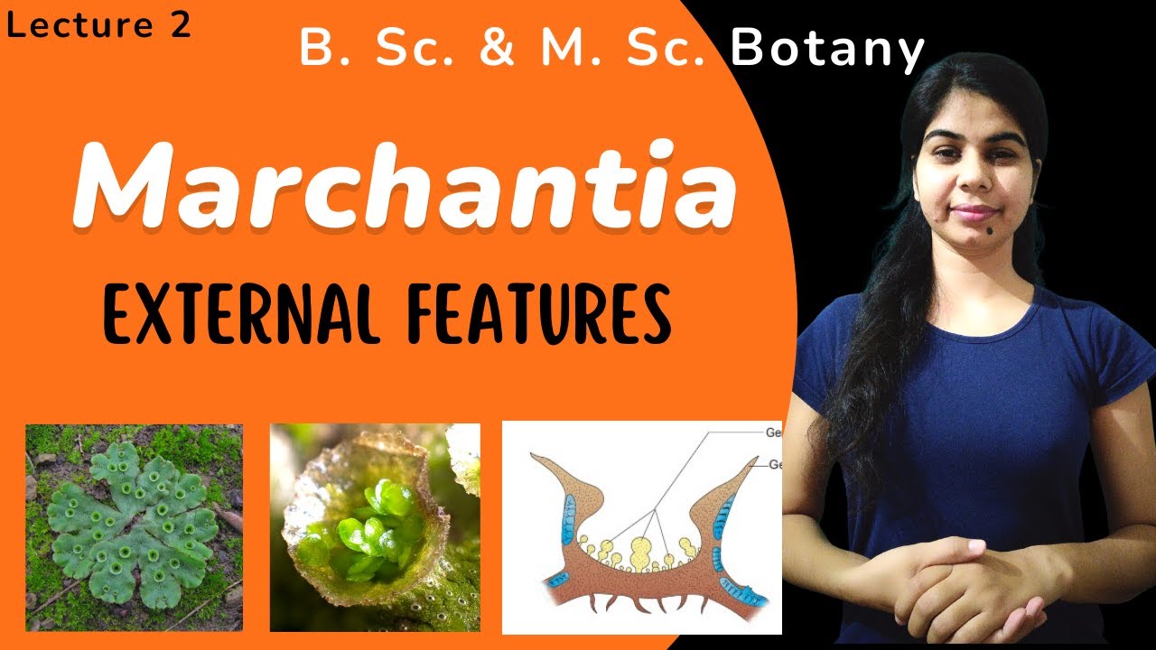 Marchantia || External Features || in Hindi || Botany || B. Sc. & M. Sc.