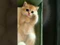 Cute cat  ytshorts