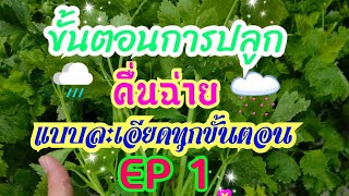 🌱ขั้นตอนการปลูกคื่นฉ่ายแบบละเอียด🌱#ผักคื่นฉ่าย#Ekkalak Fram