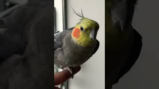 Calopsita Macho Cantando