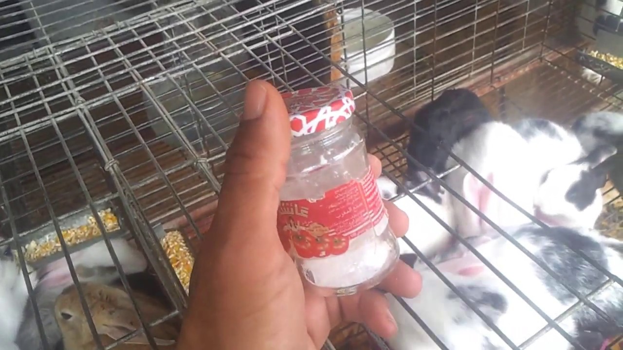 مرض خطير يصيب صغار الأرانب // الأسباب / الوقاية / العلاج