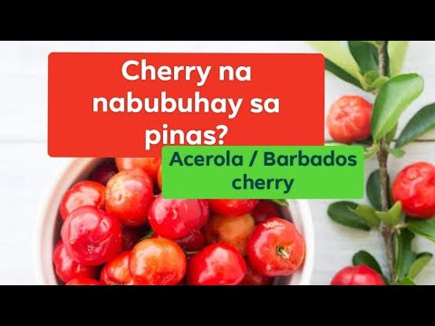 Video: Acerola Tree Care: Paano Palaguin ang Barbados Cherry Trees