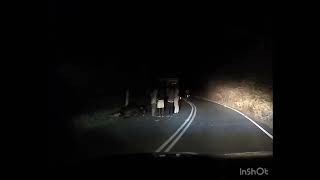 Speedy lorry hits Indian gaur - Anaikatti