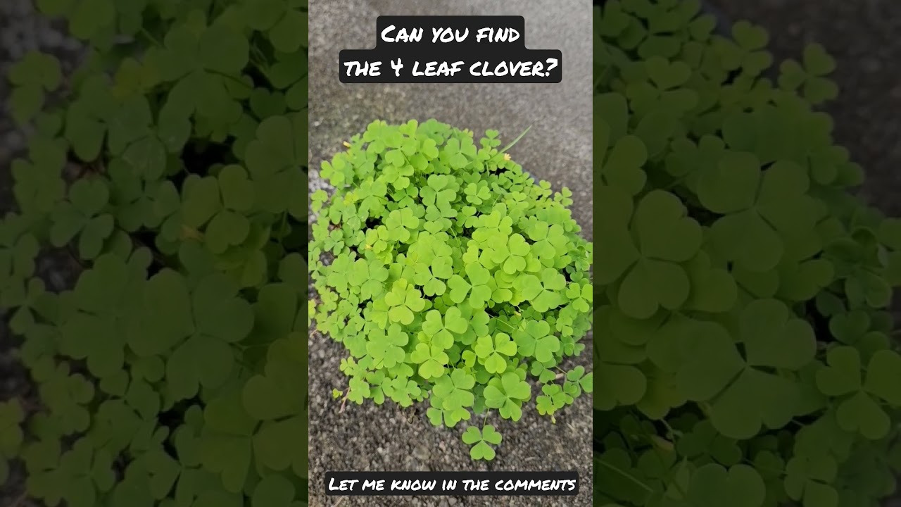 Find the 4 Leaf Clover
