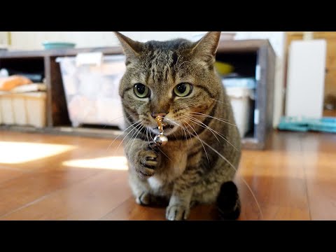 鈴を鳴らし続けちゃうはな２。-Hana keeps ringing the bell 2.-