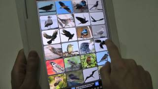 Free Birds Sounds Soundboard App for Android screenshot 5