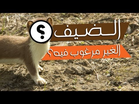 كيفية التخلص من ابن عرس دون قتله