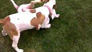 Bull Terrier Pups Rough Play