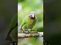 How do parrots sleep on one leg? 🤯🦜❤️ #parrotlover #birds #parrot #animals