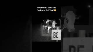 What Was She Really Trying To Tell Youshorts funnyshorts  animalconnection