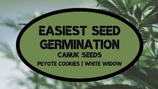 EASIEST CANNABIS SEED PLANTING EXPLAINED | AT HOME UNDER THE STAIRS GROWING