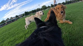 German Shepherd Dog POV  Dog Park [GoPro 4K Stabilised]