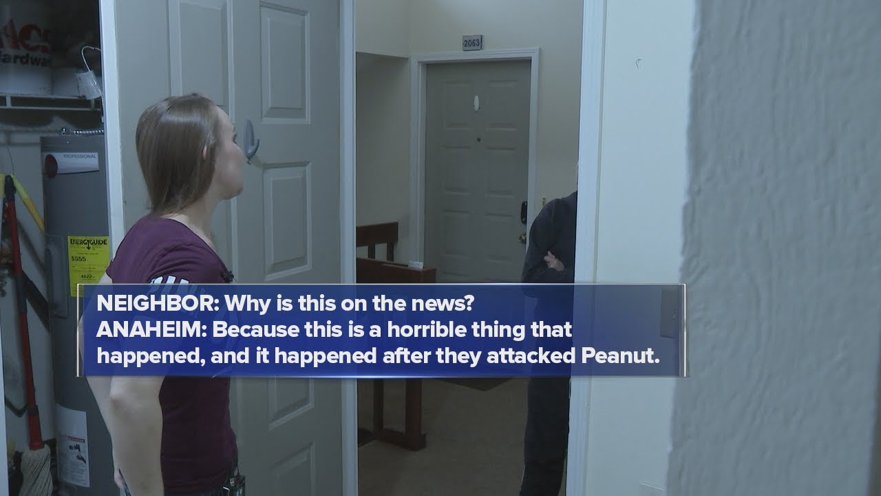 2/21/17 - Pit Bulls Attack Woman and her Dog - YouTube