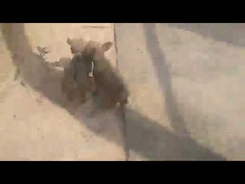 Pinscher miniatura puro ódio - YouTube