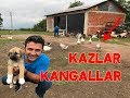 Karadenizli  Kazlar ve Sivas Kangalları