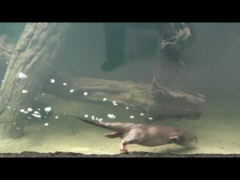 コツメカワウソ コツメカワウソの健康診断を行いました。｜トピックス