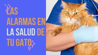 Las Alarmas en la salud de tu gato by RINCON DE LOS GATOS 46 views 2 years ago 4 minutes, 35 seconds