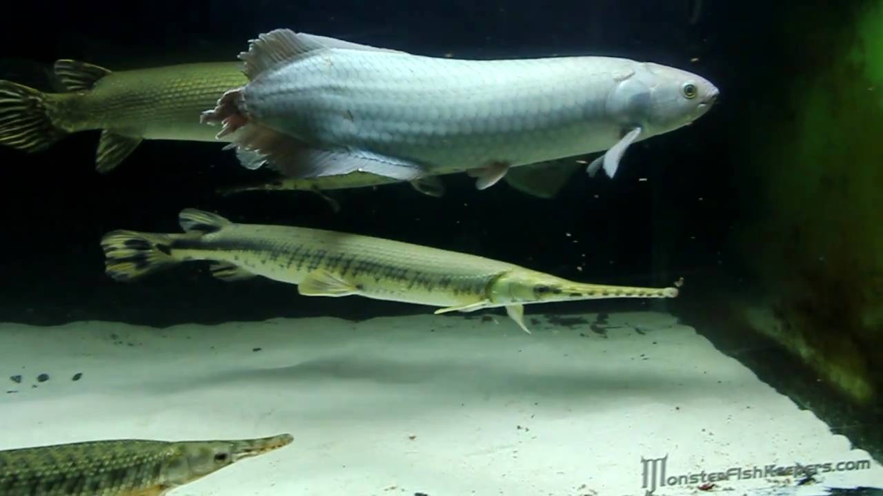 Arowana Growth Chart