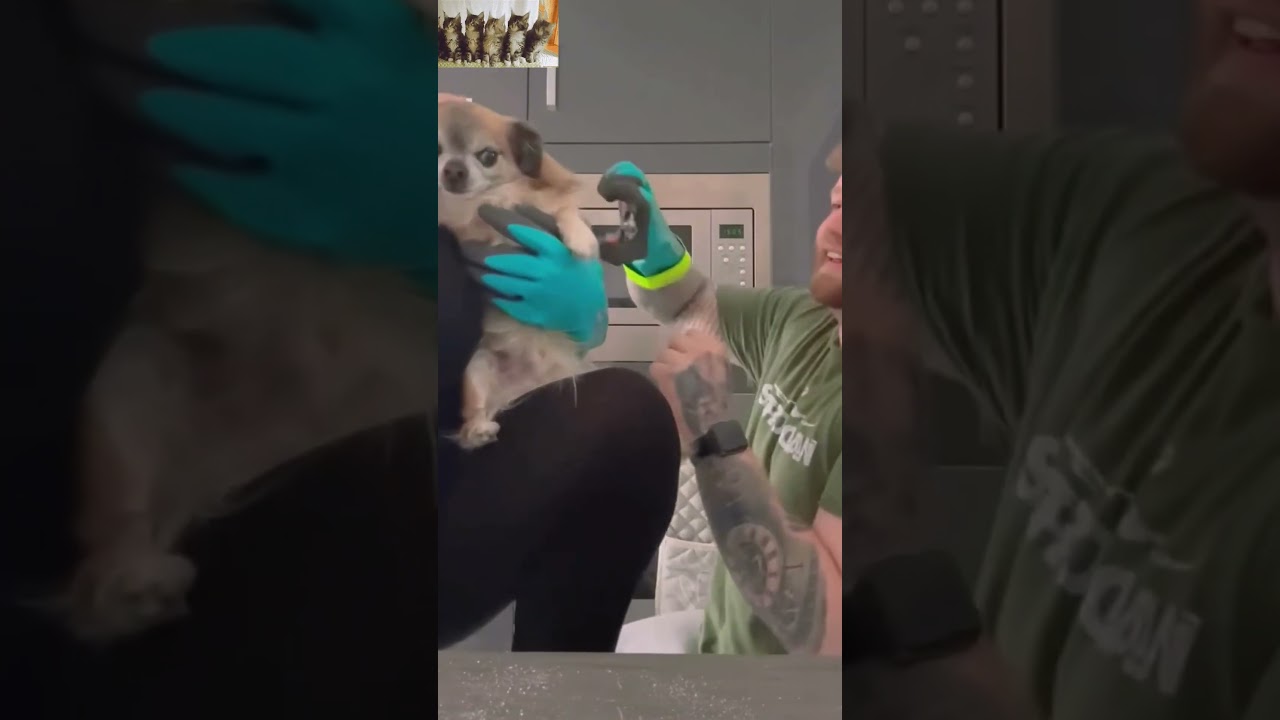 Dog vs. Invisible Enemy! ??