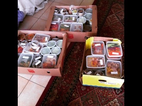 How to Order from Lily's Kitchen