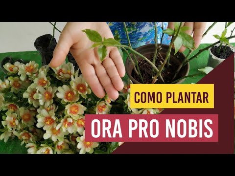 Vídeo: Com Plantar Auró