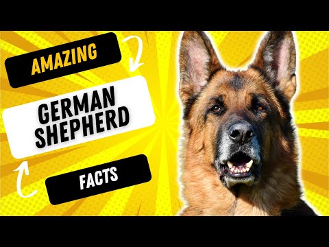 3 FASCINATING FACTS ABOUT THE GERMAN SHEPHERD